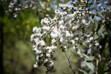 Soft cotton like flowers pictured on a hike up Mt Suswa