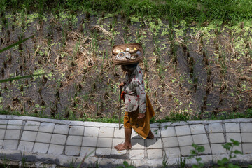 Woman walking in rice terrace, Bali