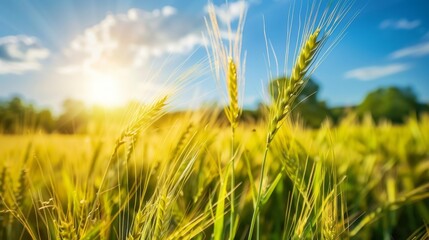 Barley field in the sun, ingredient for traditional Oktoberfest beer .