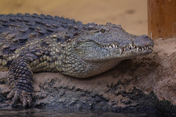 Obraz premium Nile crocodile in a zoo resting on a rocky surface
