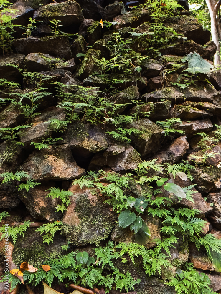 Wall mural verdant fern flourishes atop a rock