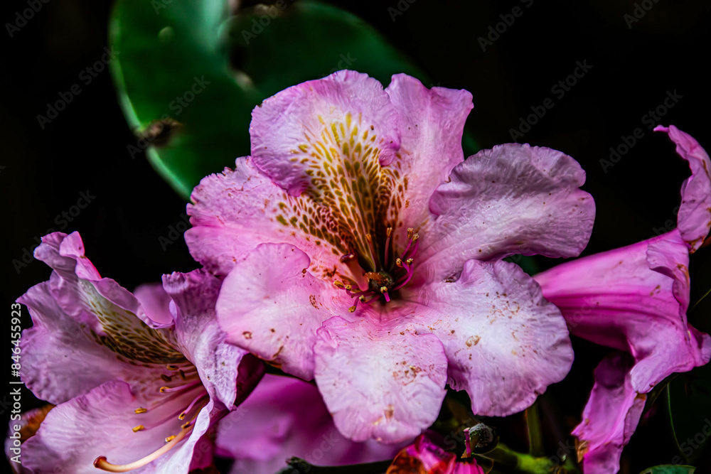 Poster Close-up of flowers and leaves with dew drops