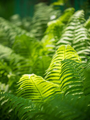 Lush green ferns fill photo with delicate fronds unfurling in natural light. Play of light and shadow on the fern leaves creates serene atmosphere in the midst of vibrant plant life background