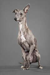 brindle whippet dog sitting in the studio on a grey background looking to the side