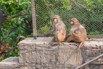 Swayambhunath Temple in Kathmandu, Nepal, Asia