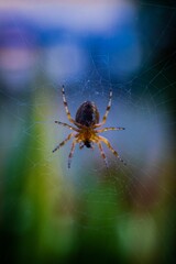 Spider perches in its intricate web