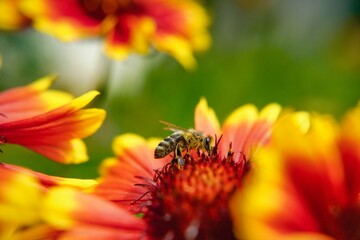 Bee collecting nectar from a flower in bloom