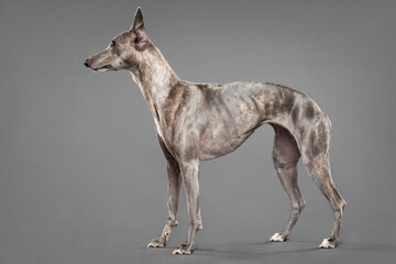 brindle whippet dog standing in the studio on a grey background seen from the side