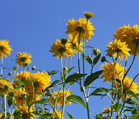 Large yellow flowers stretch to the blue sky.