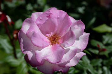  A red rose with water drops on petals