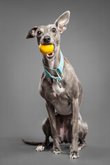 brindle whippet dog sitting in the studio on a grey background wearing a blue collar holding a...