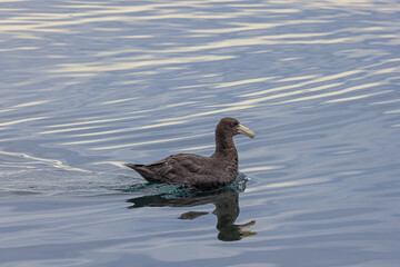 Southern giant petrel swimming near the Eclaireurs Islands just outside the harbor of Ushuaia. Selective focus on the bird