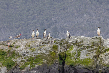 Dolphin gulls and young imperial shags sitting together on a rock in the Beagle Channel, just outside the harbor of Ushuaia. Selective focus on the birds