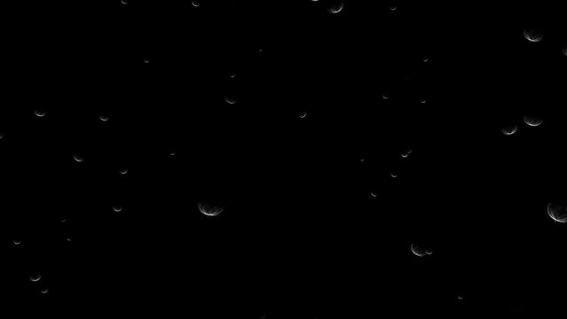 Blowing Rotating Seeds Motion Overlay 4k 1:1 16:9 9:16