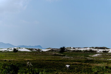 two sheep grazing in the large open field below the mountains