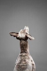 brindle whippet dog sitting close up portrait from behind in the studio on a grey background