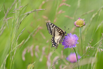 Swallowtail butterfly perched on a tiny flower in the grass