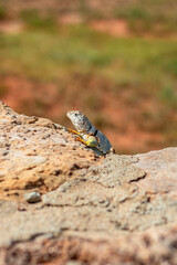 small lizard looking over a rock in a field with grass