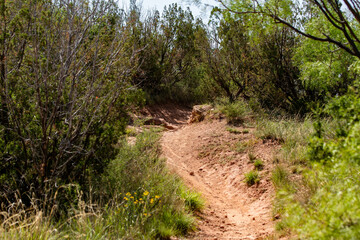 a dirt trail through a wooded area with some bushes and flowers