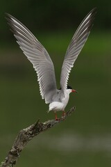 a little bird with it's wings spread out, perched on a twig