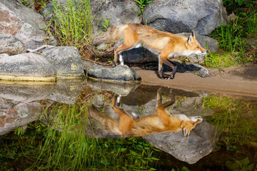 Reflection of a fox in pond with rocks and vegetation.