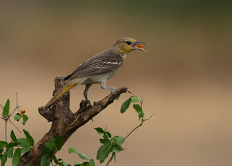 Bullock's oriole (Icterus bullockii) perched on a branch, eating a snack