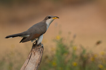 Yellow-billed American cuckoo (Coccyzus americanus) perched on a long piece of wood