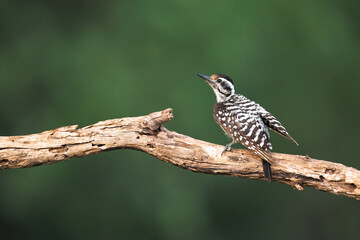 Ladder-backed woodpecker (Dryobates scalaris) perched on a branch