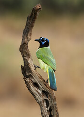 Green jay (Cyanocorax luxuosus) perched on a branch in a field
