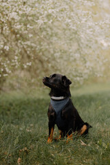 a dog sitting outside in the grass near trees and flowers