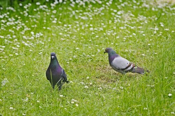 Two pigeons are walking in the green grass.