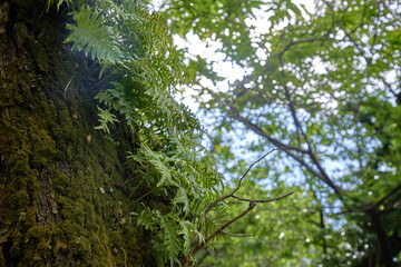 forest with old trees and stones