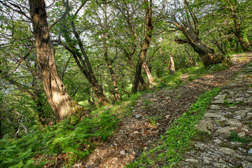 forest with old trees and stones