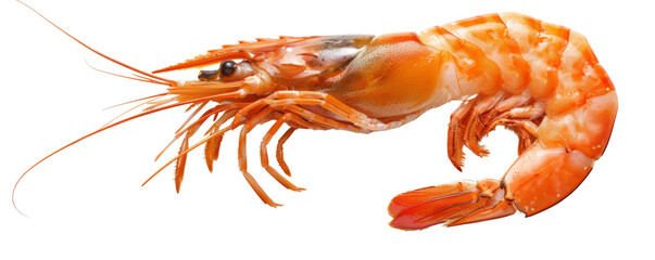 Fresh, vibrant shrimp isolated on a white background, highlighting intricate details and colors of its shell, ideal for seafood imagery.