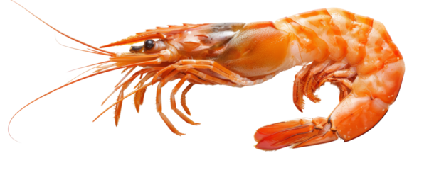 Fresh, vibrant shrimp isolated on a white background, highlighting intricate details and colors of its shell, ideal for seafood imagery.