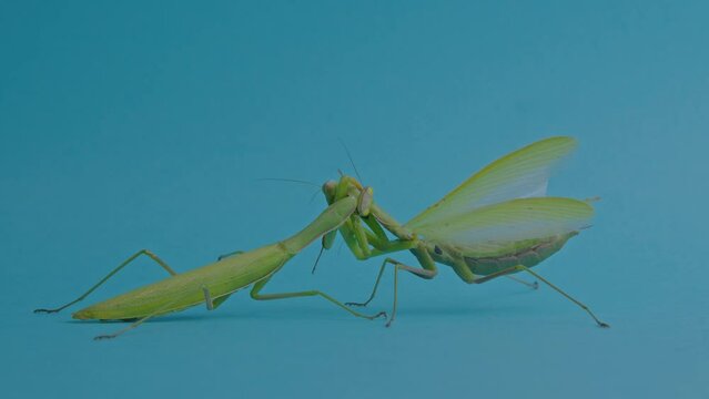 Praying mantis engage with another mantis, wild world fight blue screen backdrop. One mantis  position as feed on other, showcase predatory behavior and survival dynamics in insect world on chroma key