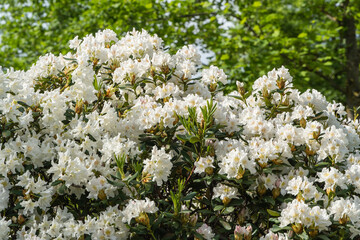 Large bushes of rhododendron Azalea japonica grow luxurious inflorescences with white flowers. Bushes of flowering rhododendron are located in Krasnodar or Galician public landscape city park. 2024