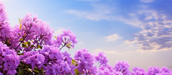 Fototapeta premium The sky is adorned with beautiful purple flowers creating a visually captivating scene with copy space image