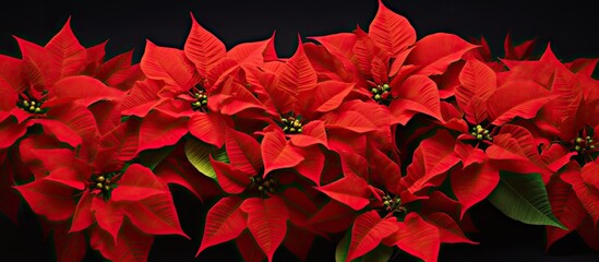 Copy space image of red poinsettia flowers specifically the Euphorbia pulcherrima variety
