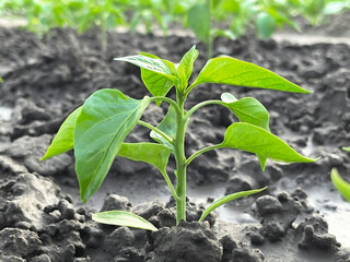 small pepper bush grows in the ground in a vegetable garden after watering