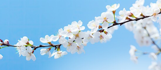 Fototapeta premium Clear blue sky frames the branches of flowering apricot adorned with delicate white blossoms creating a captivating spring background with ample copy space