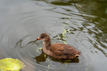 Moorhen juvenile swimming in a lake
