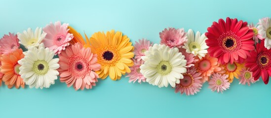 Horizontal copy space image of delicate gerbera flowers in various vibrant colors blossoming on a mesmerizing pastel turquoise backdrop evoking a sense of the beautiful season of spring and the festi