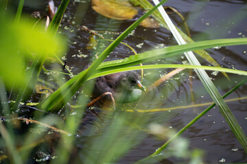 Moorhen chick hiding in the lakeside reeds