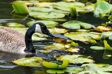 Canada goose feeding amongst lily pads