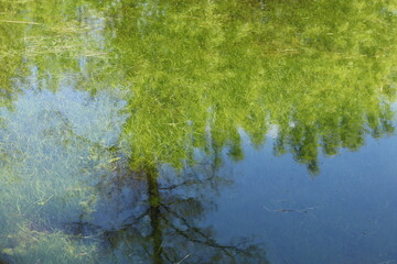 Reflection of a clear sky on the surface of a shallow pond with algae on the bottom.