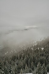 trees and snowy land viewed from above the clouds in a misty day