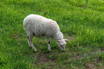 Sheep in green grass field