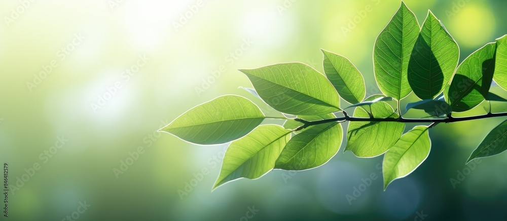 Poster The leaves are blurred by sunlight against a green background creating a copy space image