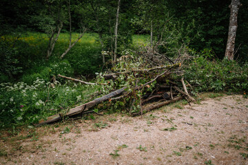 Dobele, Latvia - June 7, 2024 - Pile of cut tree branches and logs on a dirt path in a lush forest, surrounded by greenery and wildflowers.